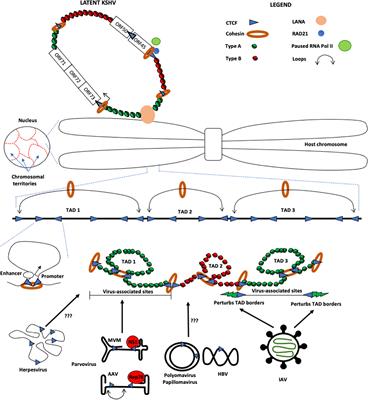 Utilization of Host Cell Chromosome Conformation by Viral Pathogens: Knowing When to Hold and When to Fold